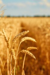 Wheat field with spikelets close up, background with wheat spikelets