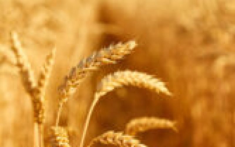 Wheat field with spikelets close up, background with wheat spikelets